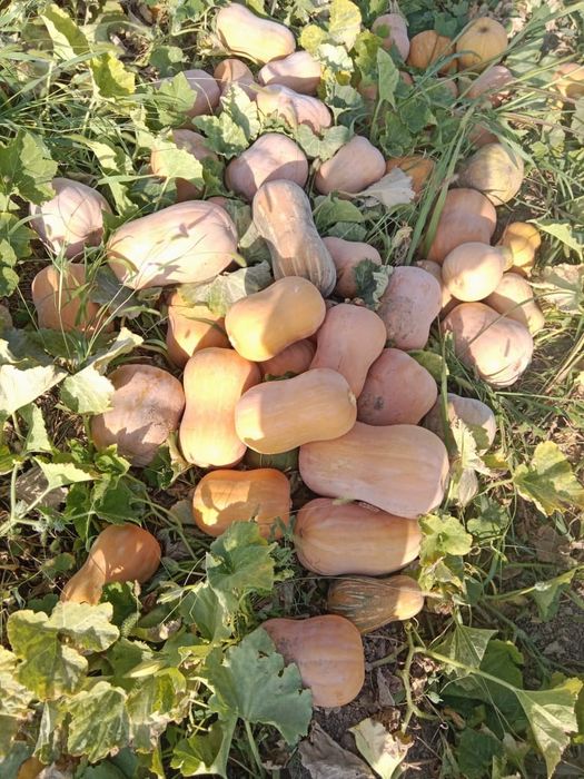 Асқабақ сатылады Ф1 сорт