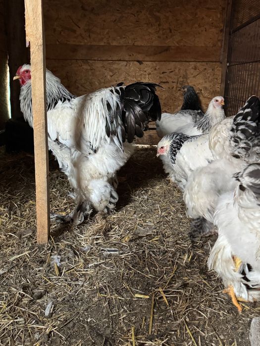Oua de brahman gold si de brahman herminat deschis