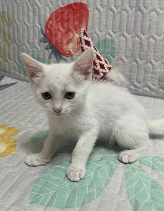 Белоснежный котик ищет дом