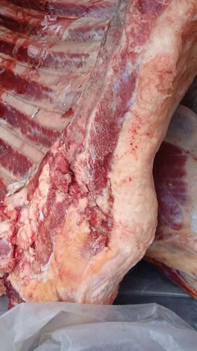 Мясо Говядина ,қашар достовка бесплотна