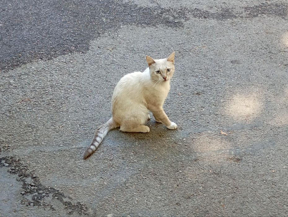 Нашёлся милый  котик