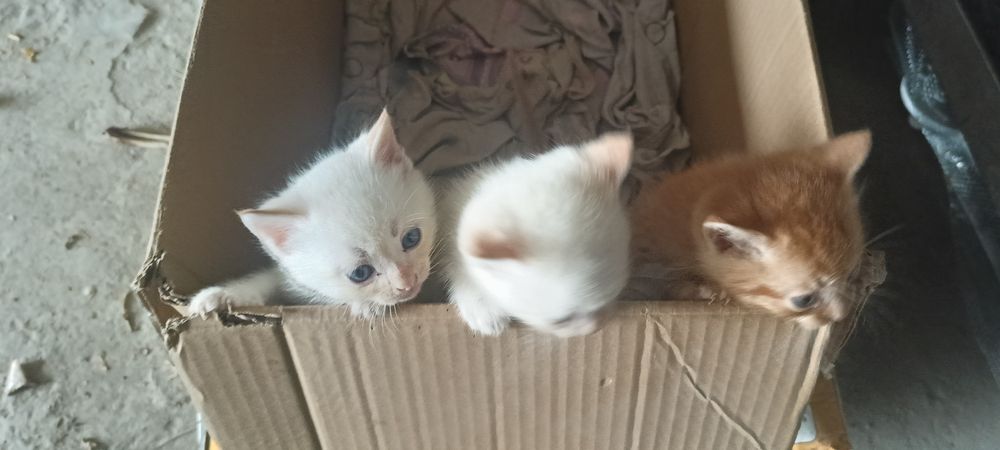 Отдам котят в хорошие руки