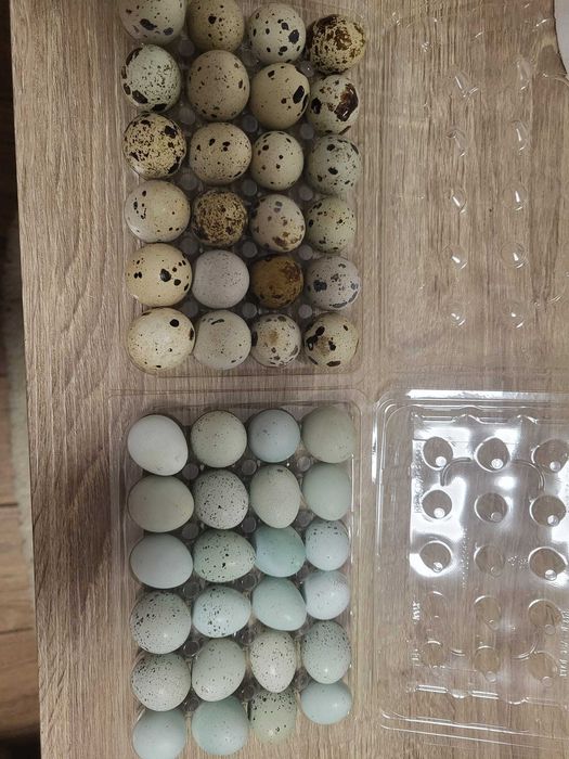 Oua Prepelita Pentru INCUBAT/CONSUM