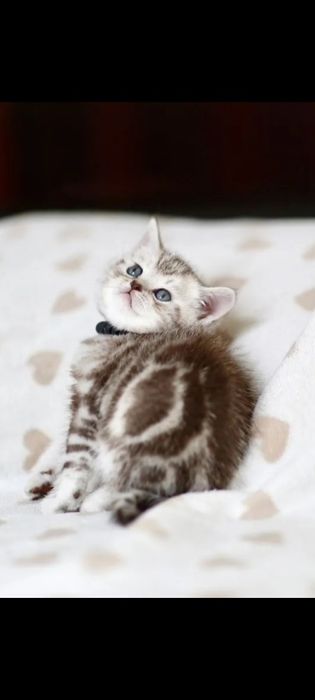 Котята шотландские