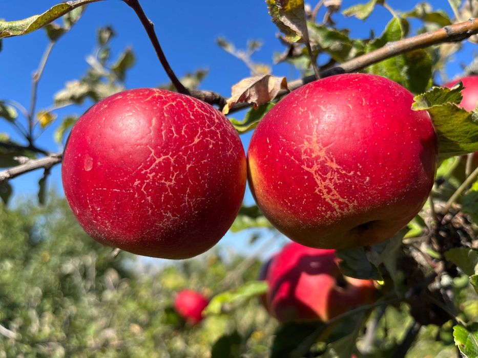 Teren 2030 mp | Sat Gheorghieni  | Asfaltat  |  Pers. Fizica