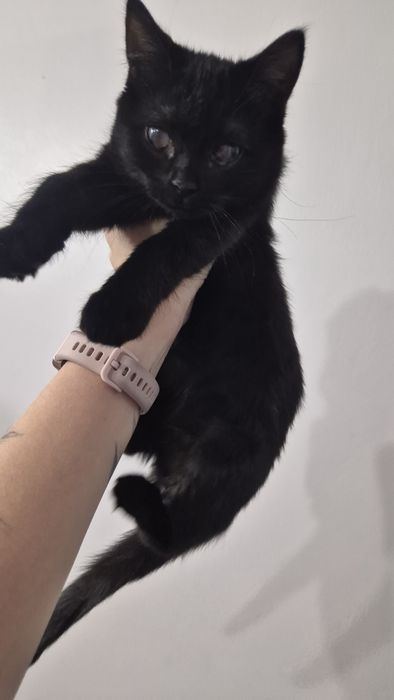 Отдам чёрных котят