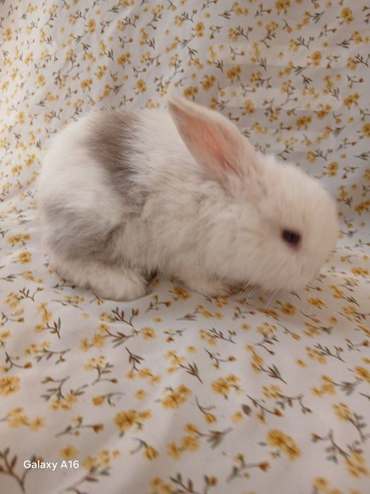 Карликивий куйонлар зоттор куйонлар