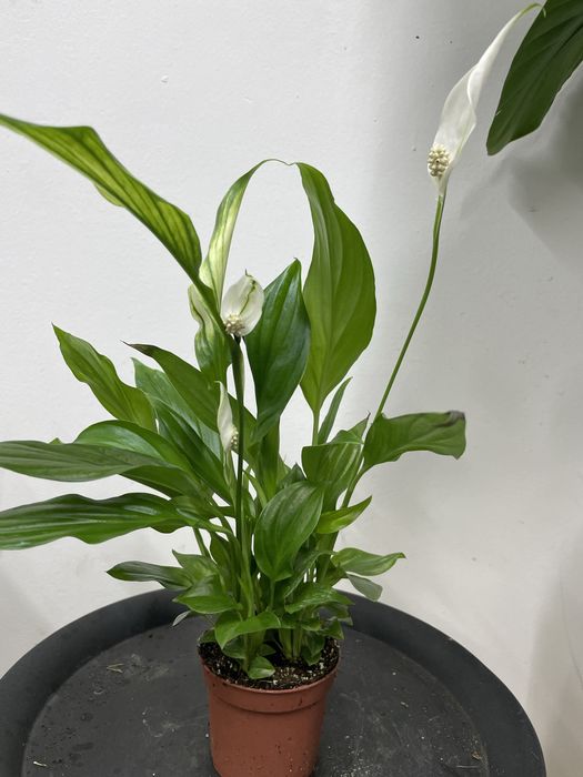 Цветы Спатифиллум (женское счастье)