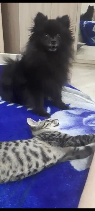 Ляля. 5 лет. Шпиц. Стерилизована