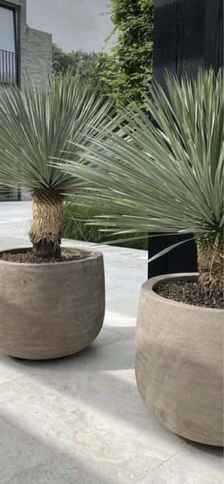 Palmieri calitate extra