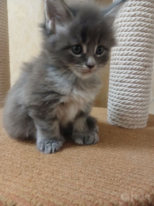 Котенок Мейнкун  полидакт