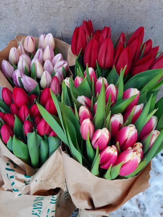 Тюльпаны оптом Алматы