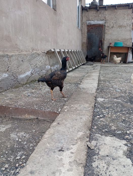 дакан жумырткалары