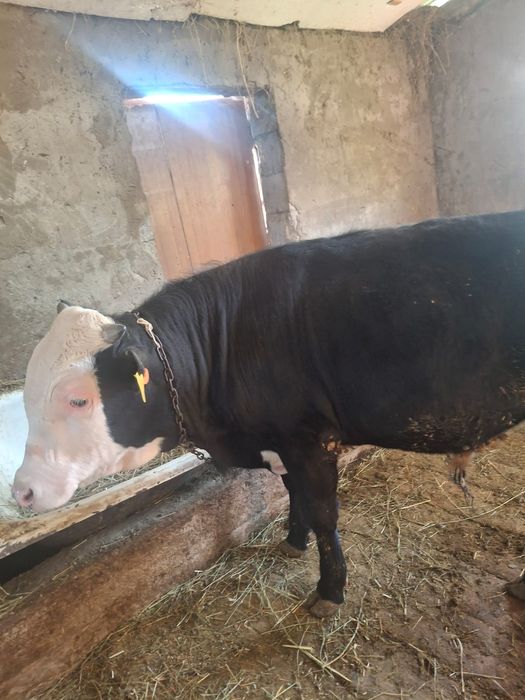 Продается бычки отличные