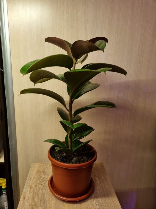 Фикус эластика и чёрный принц