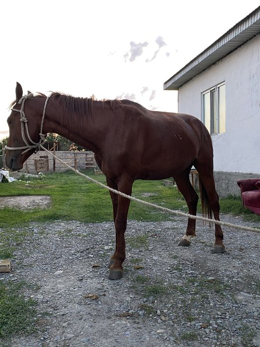 Продается Лошадь