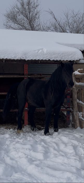 Новоалтайская жеребец