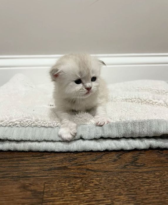 Продаётся пародистые котята