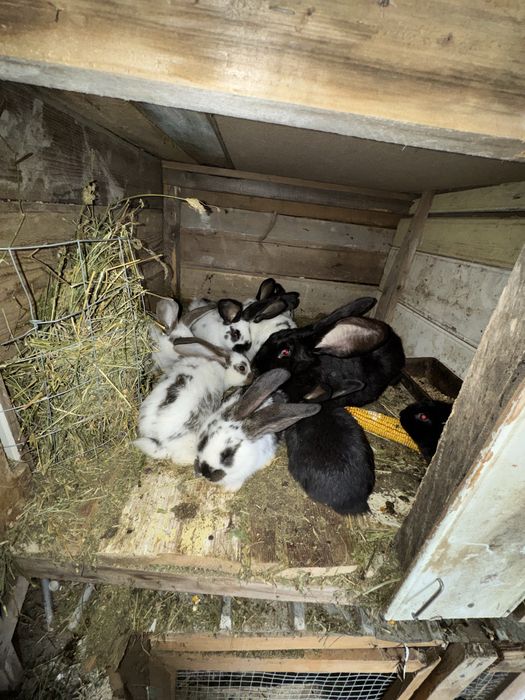 Iepurași metisi uriaș german cu fluture german de vânzare.