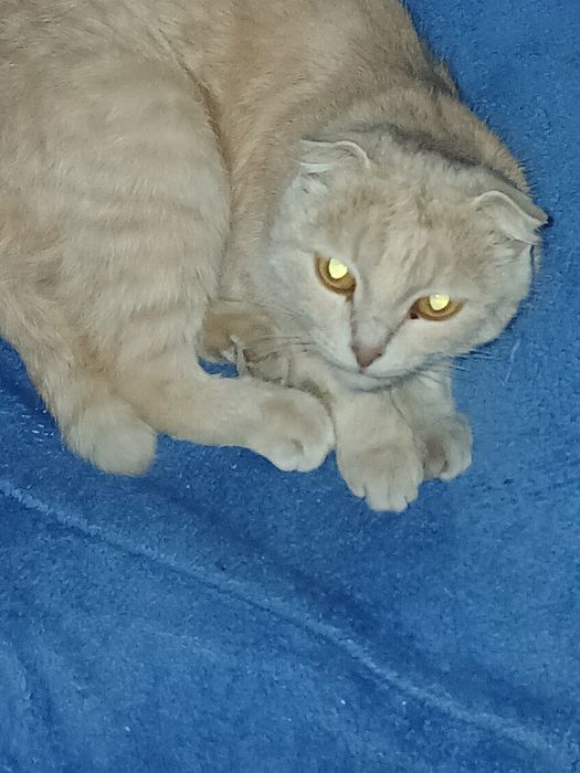 Отдам в хорошие руки