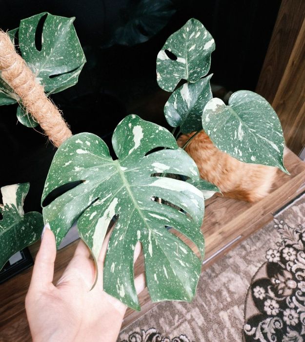 Монстера тайское созвездие