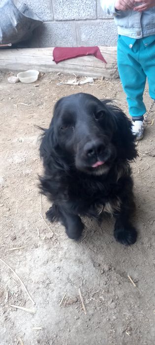 Спайдер ит сотилади