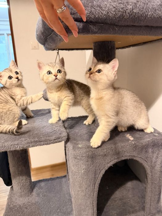 British shorthair Silver