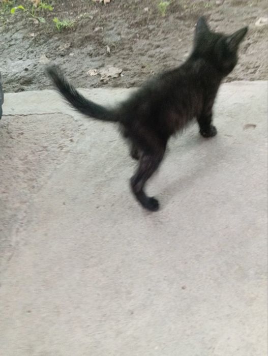 Котята бесплатно