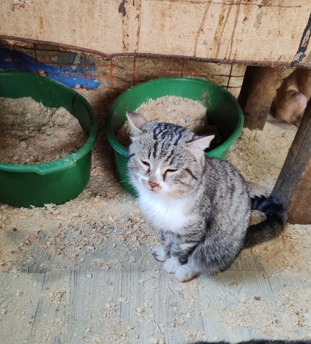 Шикарный молодой кот