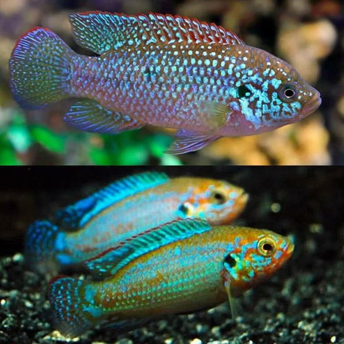 Малави Африканские Цихлид Выбор много afrika malavi sixlidlari sotilad