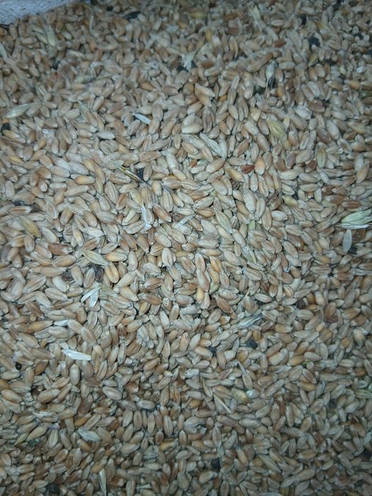 Продам ячмень и пшеницу