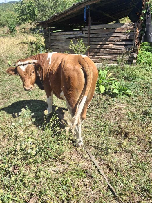 Vand taur baltat românesc