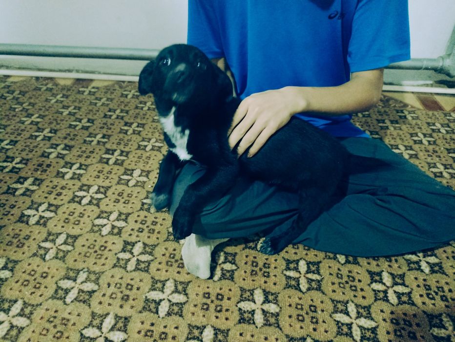 Отдам щенка в добрые руки