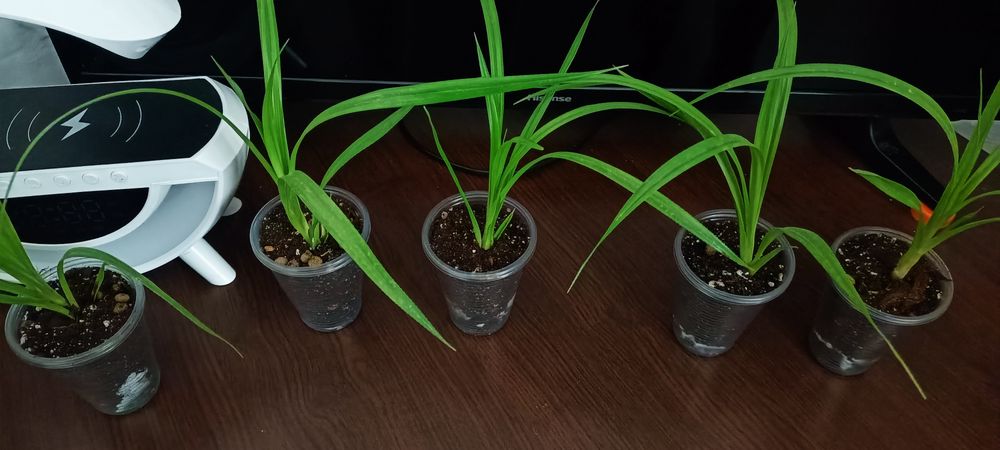 Продается домашнее растения цены разные