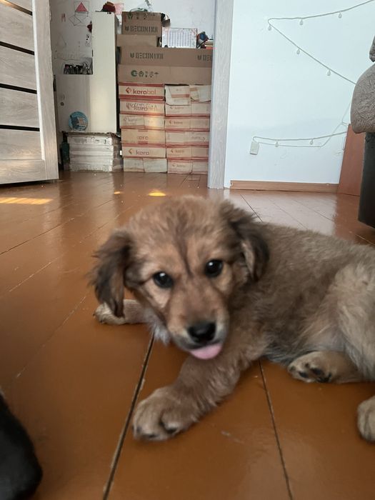 Отдам щенка в добрые руки.