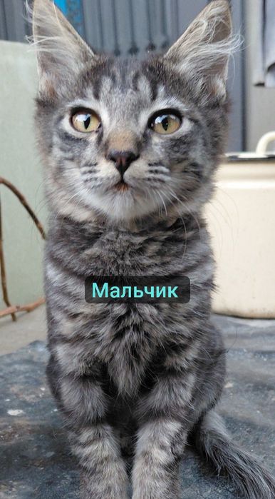 Котята девочки и мальчик в заботливые руки. Янгиюль район Кательная