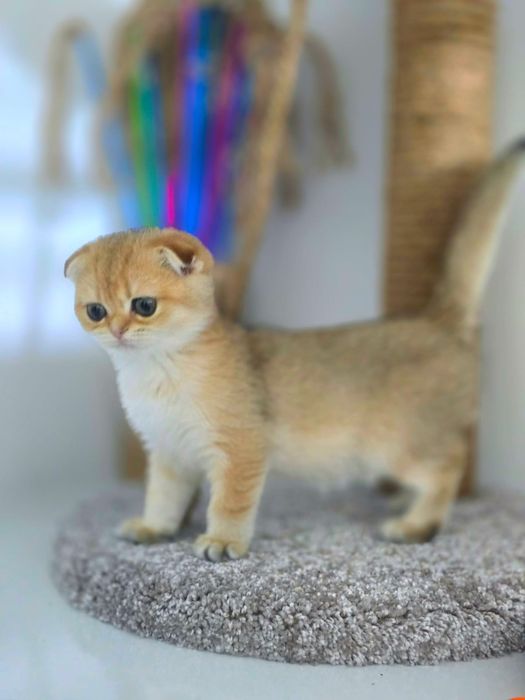 КоТяТа ШотЛандсКие золотые