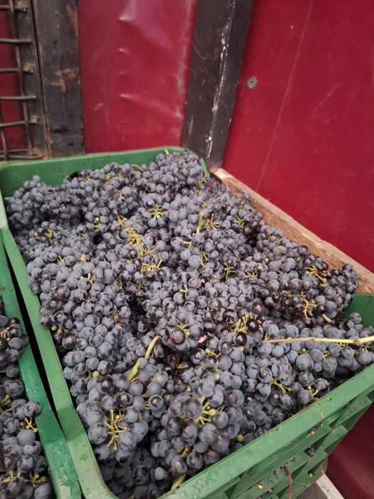 Struguri  merlot