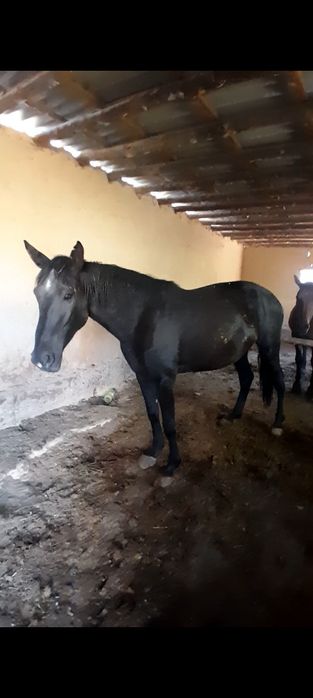 6жасар буаз бие сатылады дау бие