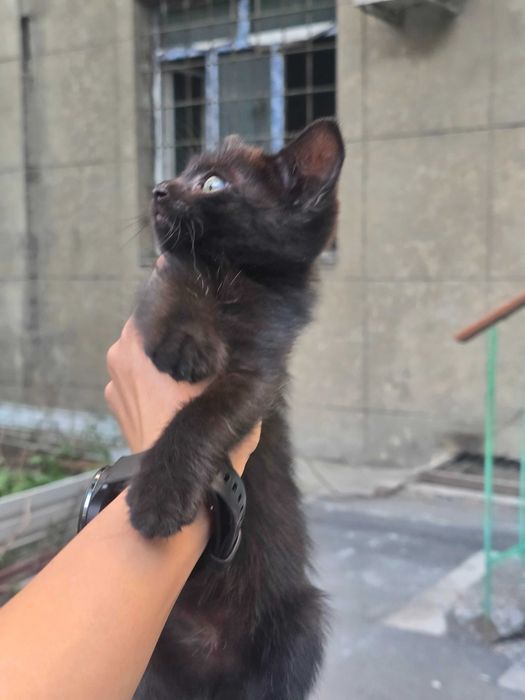 Котята и мама кошечка