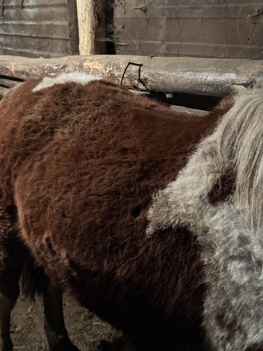 Продам или обмен на жеребую кобылу