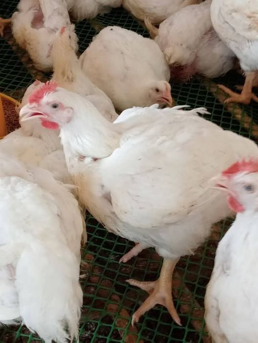 Puii de carne și rasă mixtă