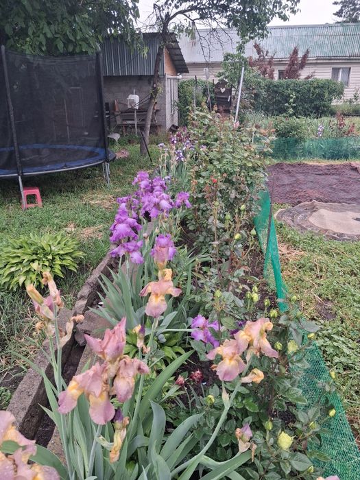 Продам домашние/садовые. Цветы.