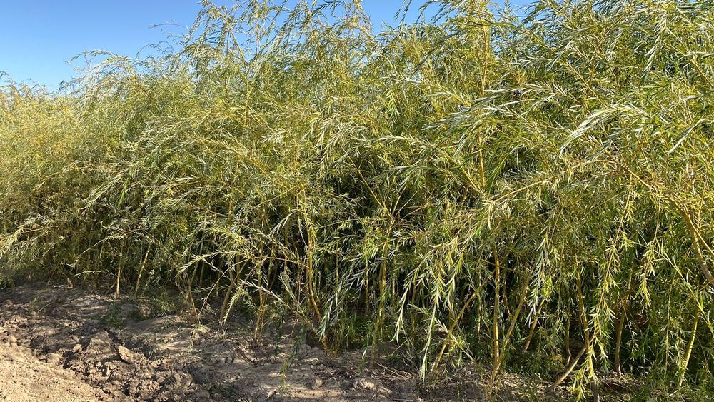 Саженцы все виды