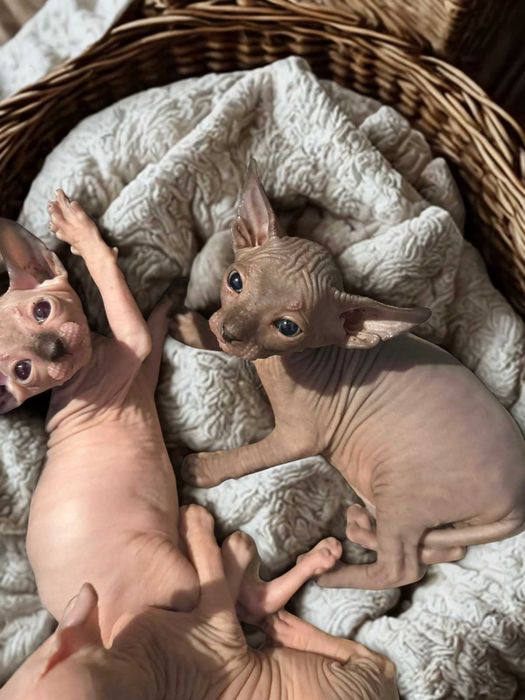 Канадски сфинкс котенца