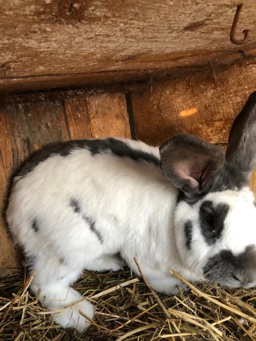 iepuri maturi rasa fluture