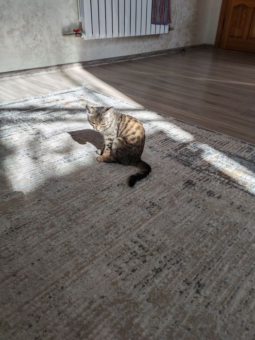Отдам котёнка бесплатно