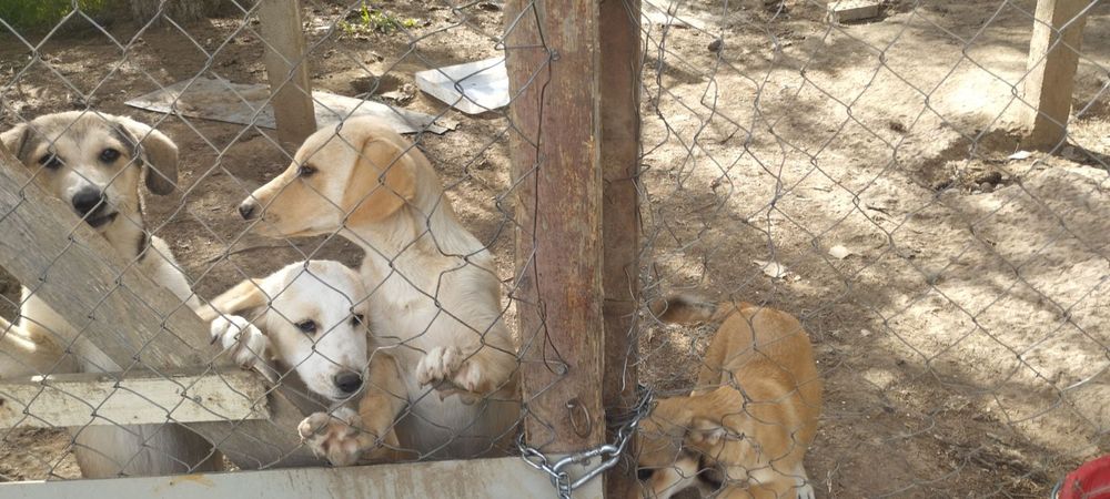 Подарявам Кученца (+ транспорт) кръстоска