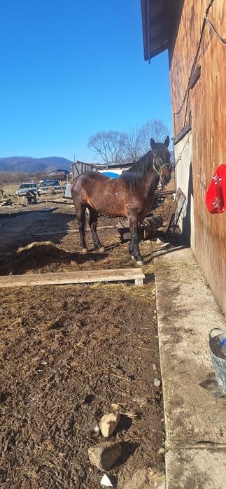 Vând mânză de 3 ani merge bine la strafpotcovită acte