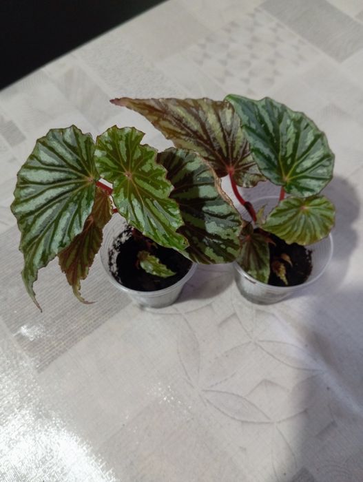 Комнатные растения